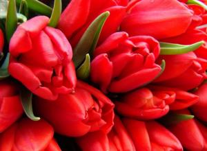 Толкование по определенному цвету тюльпанов