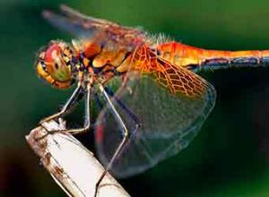 Mosquitoes and dragonflies in a dream